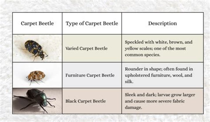How can I catch beetles?