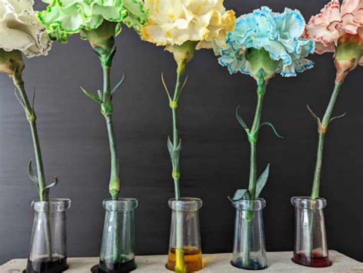 How do I get more carnations?