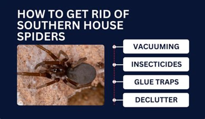 How do I kill spiders?