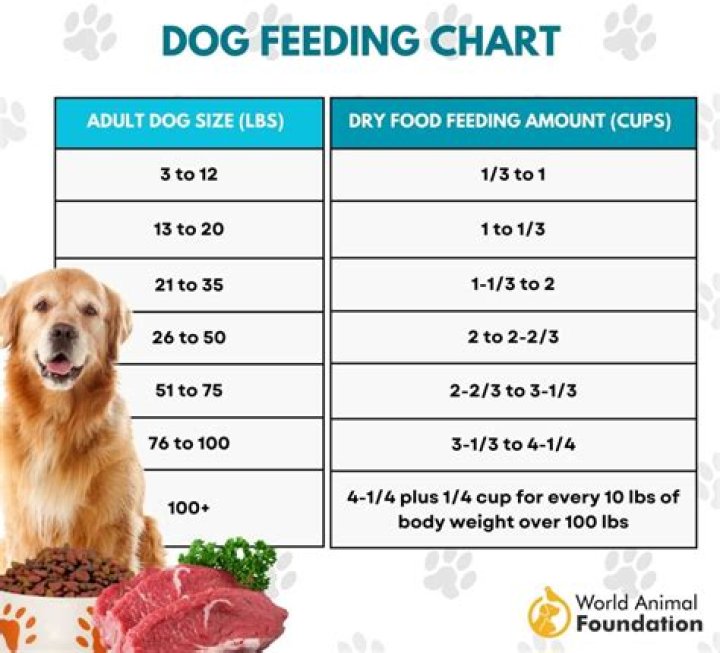 How long should I wait between feeding my dog?