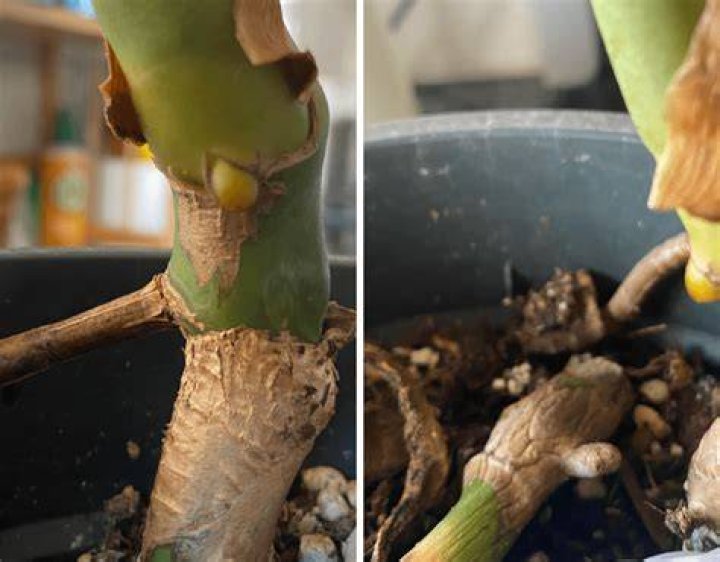 What do I do with these "Omni Plants"?
